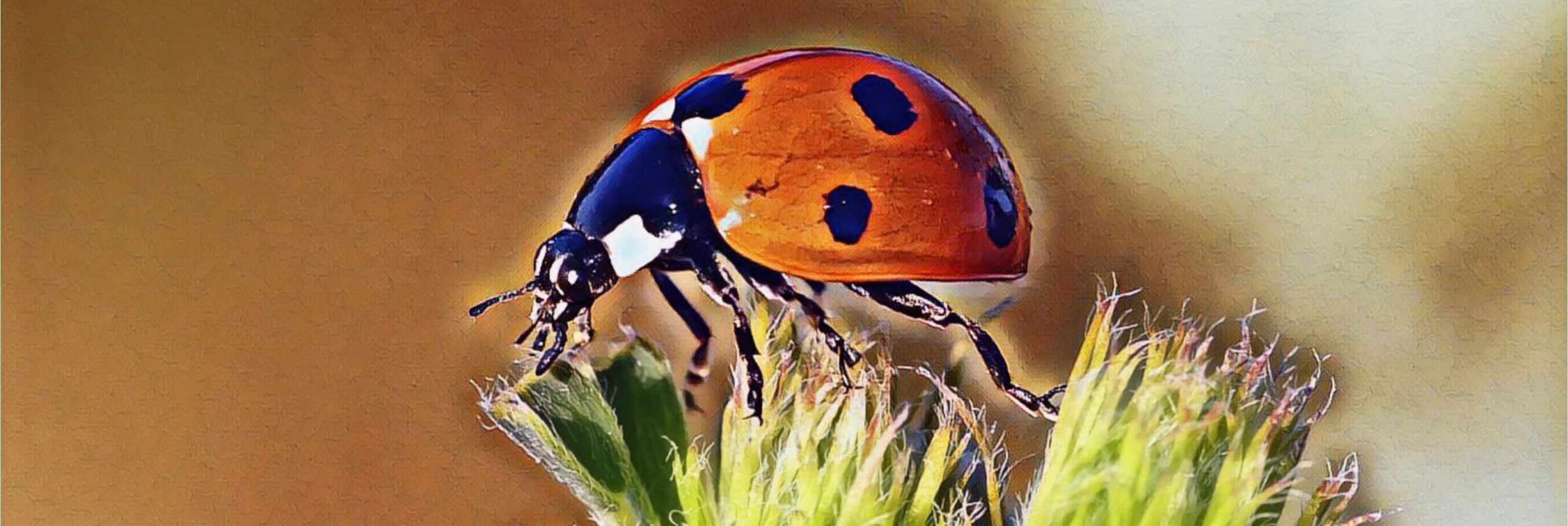 Ladybug