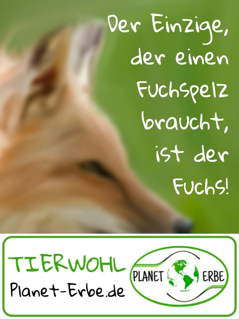 •	Der Einzige, der einen Fuchspelz braucht, ist der Fuchs!